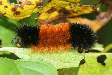 Woolly Bear Caterpillar - A Quirky Tale Reflecting on Nature's Cyclical Changes and the Passage of Time!